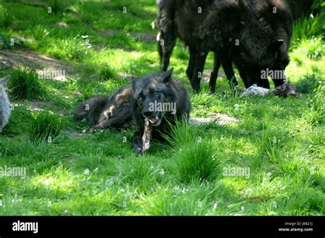 wolf during feeding Stock Photo - Alamy