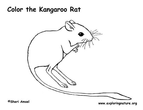 Kangaroo Rat Coloring Page Coloring Pages