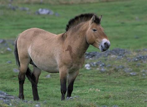 Przewalski's Horse