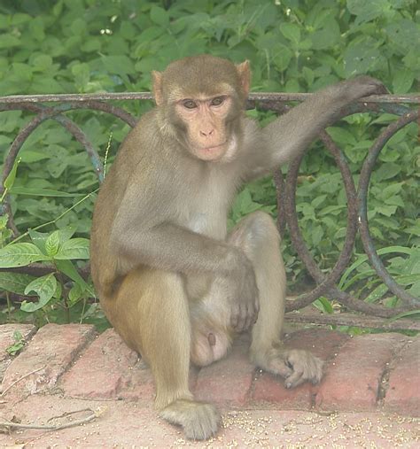 File:Rhesus Macaque, Taj Mahal, India.jpg