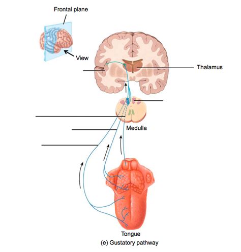 gustatory pathway Diagram | Quizlet