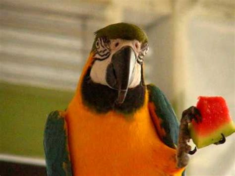 Hilarious Macaw Talking - YouTube