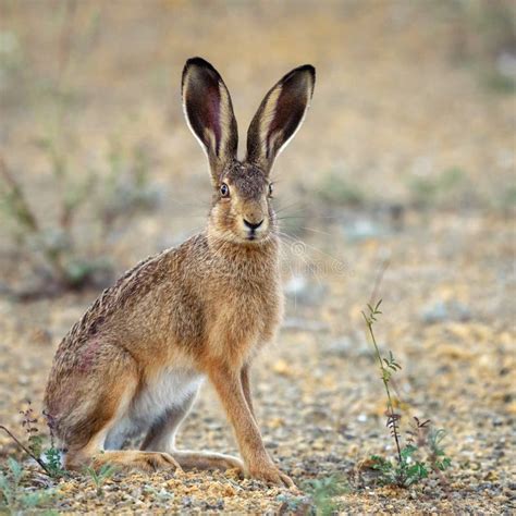 European Hare Stands on the Ground and Looking at the Camera Lepus ...