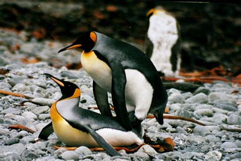 File:IMG 1247 mating king penguins.JPG - Wikimedia Commons