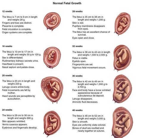 Normal fetal growth | Newborn nursing, Fetus development, Fetal development