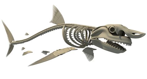 3d great white shark skeleton animal