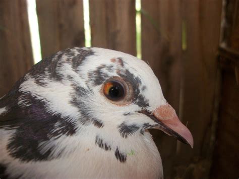 Is this a hybrid dove and pigeon??? | BackYard Chickens - Learn How to ...