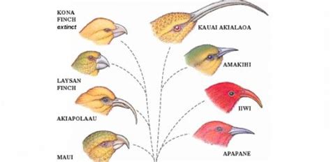 Mechanisms Of Speciation - ProProfs Quiz