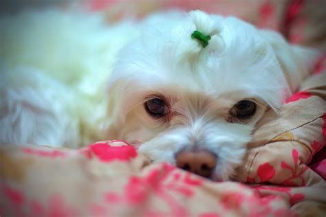 Maltese Breed Guide: Care, Training, History, and more! | FirstVet