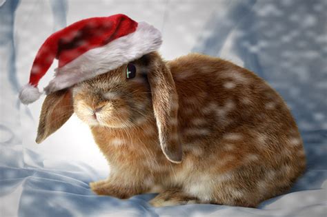 🔥 [45+] Christmas Bunny Wallpapers | WallpaperSafari