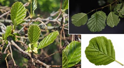 Alder Trees: Leaves, Bark, Flowers, Cones – Identification (Pictures) » Golden Spike Company