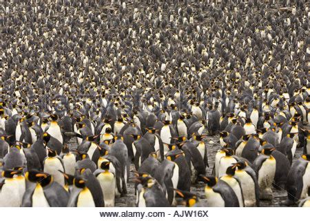 Thousands of King Penguins gather at their breeding grounds at St Stock ...