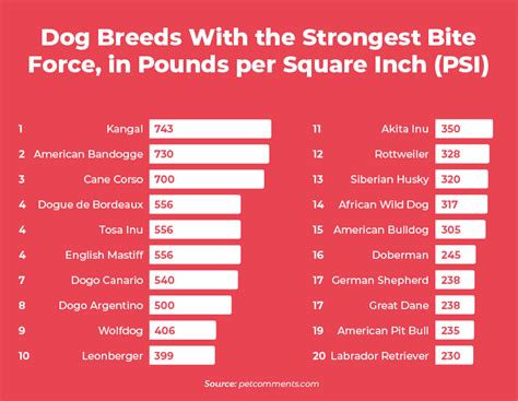 Dog Bite Statistics: 38 Most Aggressive Breeds in 2023 – The Swiftest