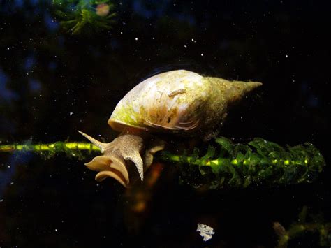 Scientists Force Snails To Exercise To See If It Affects Their Decision ...