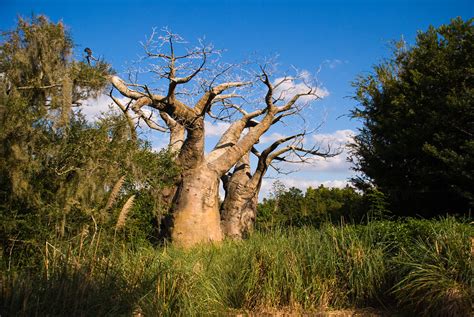 Animal Kingdom Safari Tree | Taken on the Kilimanjaro Safari… | Flickr