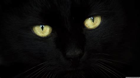 Black Wallpaper 4k Wide Black Cat Ultra Hd Desktop Background | Images ...