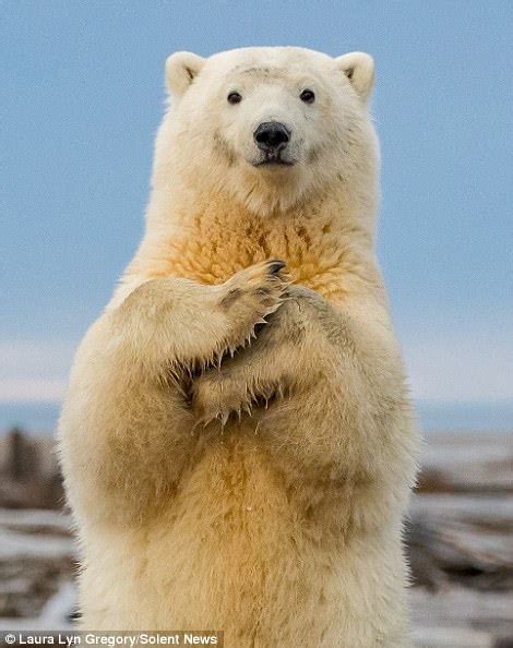 Polar bear cub shows off its dance moves in Alaska | Daily Mail Online