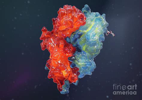 T Cell Receptor Photograph by Medical Graphics/michael Hoffmann/science ...