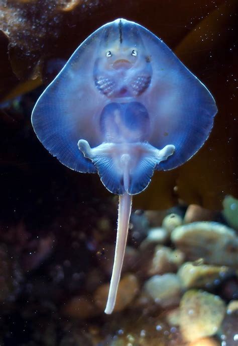 Baby Stingray Belly : r/aww