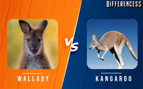 Wallaby Vs Kangaroo Differences And Comparison » Differencess