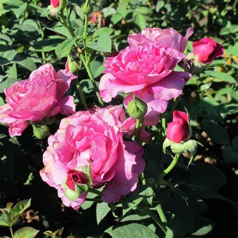 Rosa - Floribunda Roses - Boething Treeland Farms