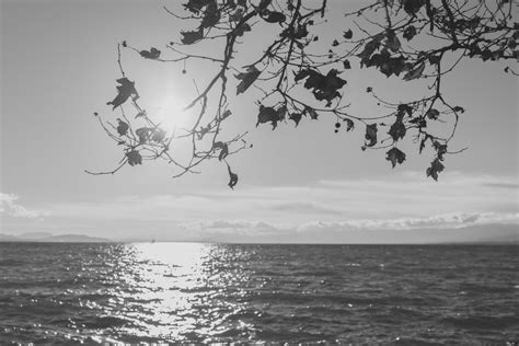 Free Images : water, tree, sky, black and white, monochrome photography, sea, horizon, branch ...