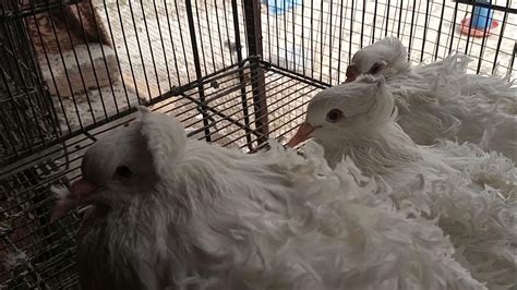 White frill back pigeon breeder pair and frillback pigeon chicks for ...