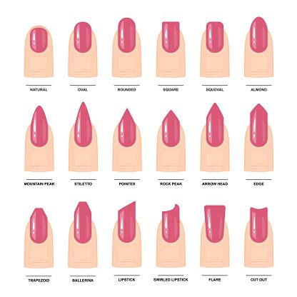 Big Set Of Different Nail Shapes Manicure Guide Vector Illustration ...
