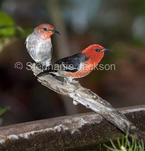 Photos of Australian Honeyeaters, Stunning Images of Birds of Australia