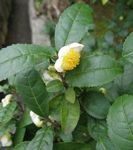 Tea Plant: Pictures, Flowers, Leaves & Identification | Camellia sinensis