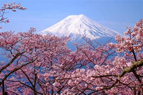 When To See Japan's Cherry Blossom Trees in Full Bloom