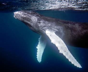 Humpback Whale Jigsaw Puzzle