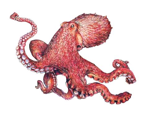 Octopus Art Print original pacific giant octopus pacific | Etsy