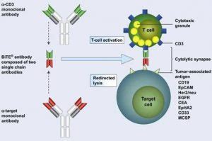 The World’s First-and-Only Bispecific T Cell Engager Immunotherapy Approved in Japan – Creative ...