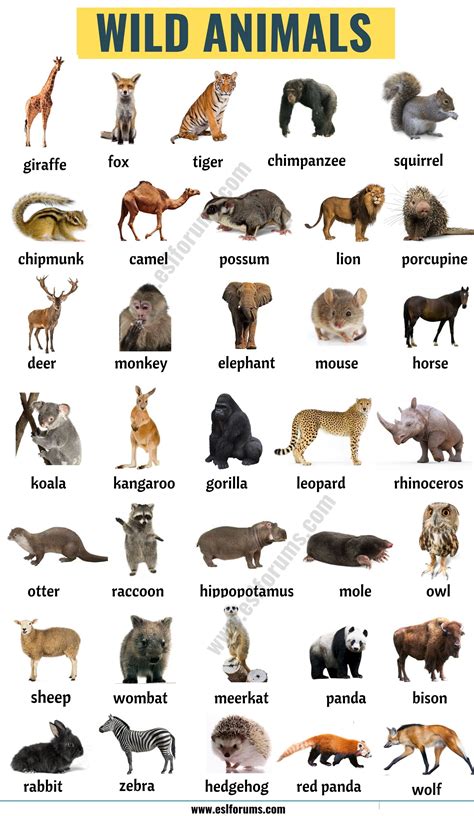 Animals Names List With Pictures