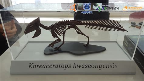 Vitamin Imagination - Koreaceratops hwaseongensis skeleton life size