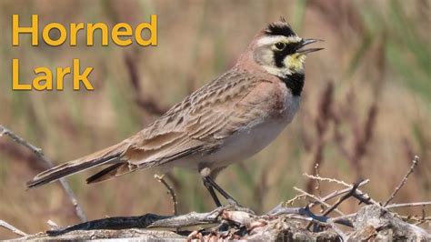 Horned Lark: Where the Trees Aren't - YouTube