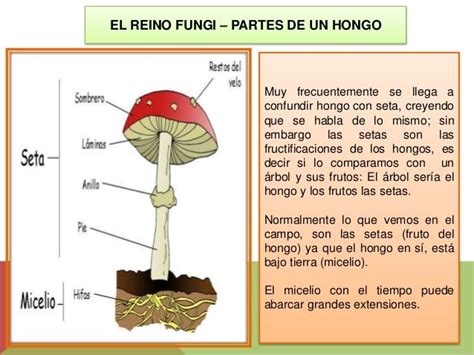 EXPLOREMOS EN LA GENETICA: REINO FUNGI | Fungi, Hongos, Reino fungi