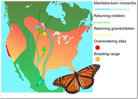 Biology of the Monarch Butterfly (Danaus plexippus) | Monarch butterfly, Butterfly, Monarch