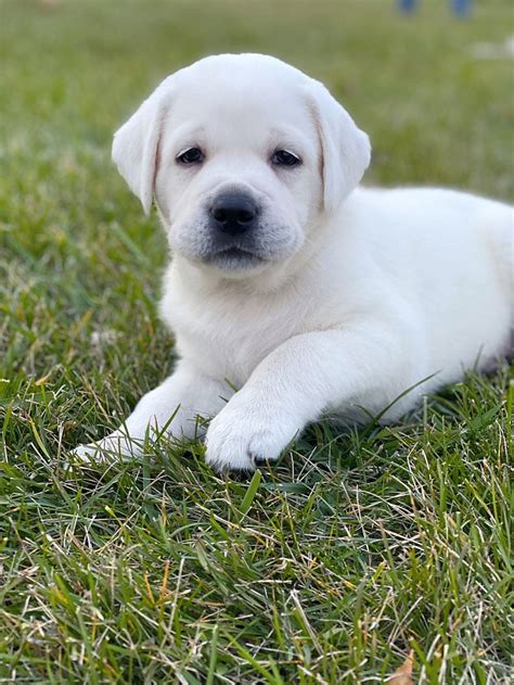 White English Labrador Retriever