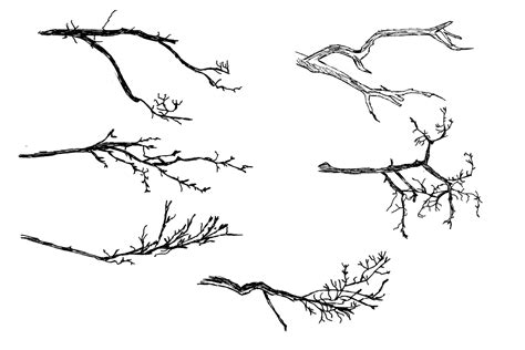6 Tree Branch Drawing (PNG Transparent) | OnlyGFX.com