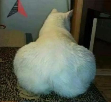 Thicc cat : r/Chonkers