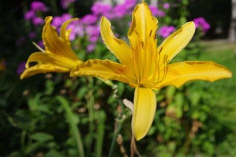 Daylilies Care and Maintenance Tips for More Vibrant Blooms - The Practical Planter