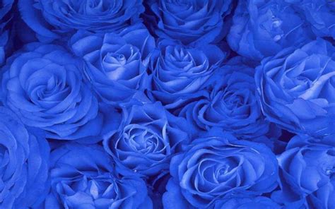 Blue Roses Desktop Wallpaper - Wallpaper, High Definition, High Quality ...