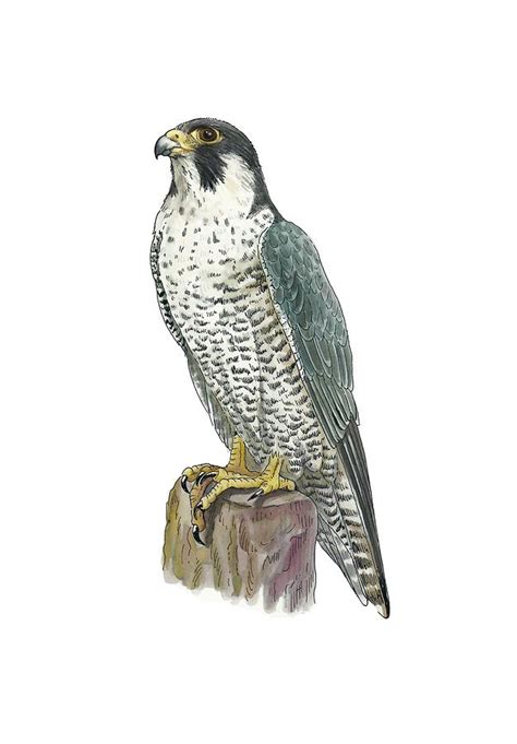 Peregrine falcon, artwork Photograph by Science Photo Library - Fine Art America