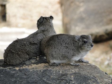 Photogenic Hyrax - Nyika Silika