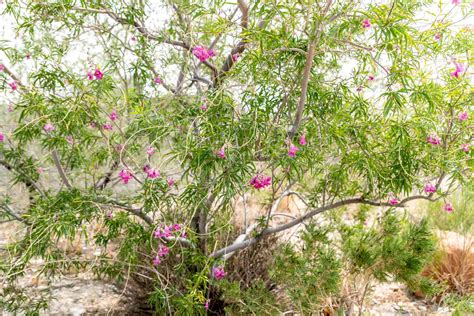 Desert Willow Tree In Winter