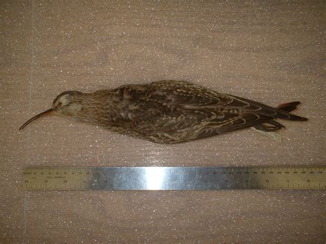 Bird Conservation: ON THE TRAIL OF THE ESKIMO CURLEW