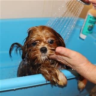 Giving Baths to a Shih Tzu | Proper Bathing Techniques