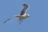 Flying Seagull Clip Art at Clker.com - vector clip art online, royalty free & public domain